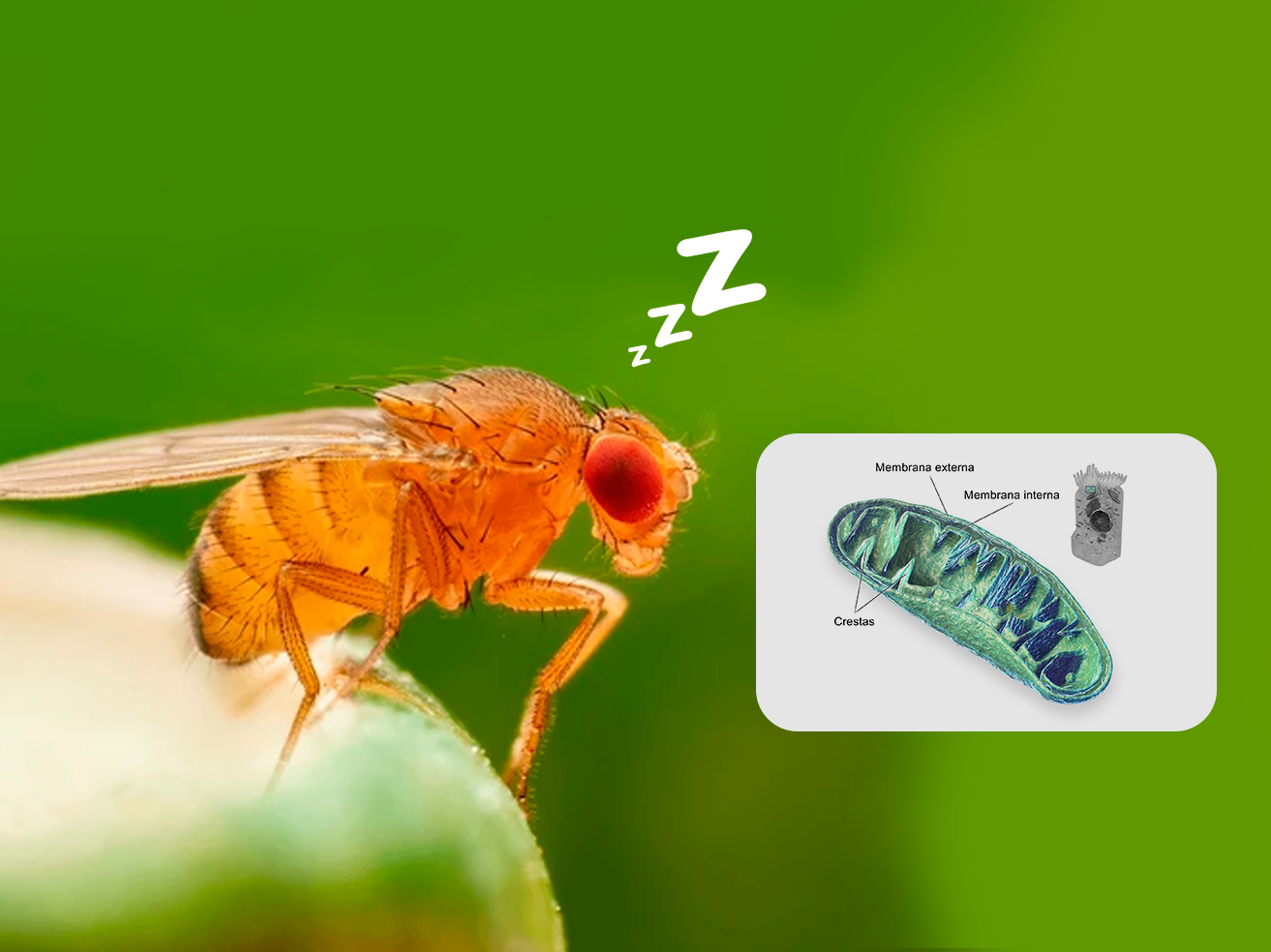 Mosca de la fruta durmiendo junto a una ilustración de una mitocondria